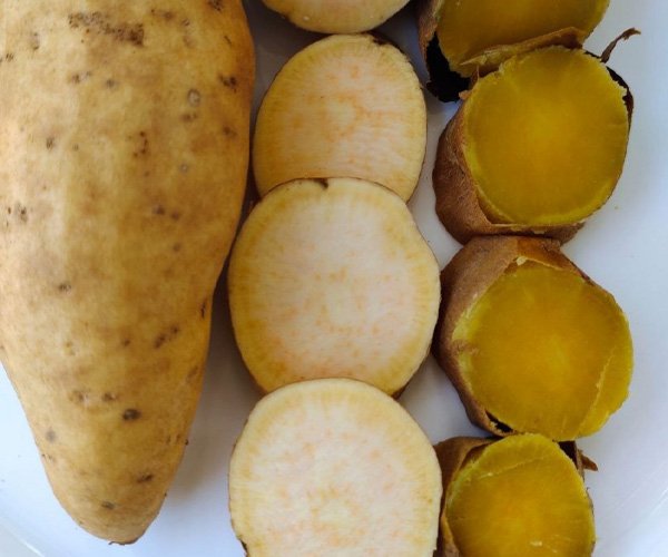 Батат Американский Бежевый