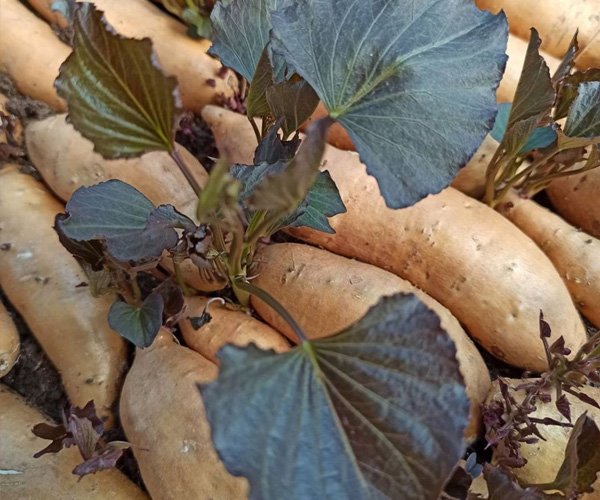 Батат Американский Бежевый