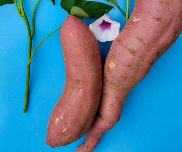 Батат Маньчжурский Улучшенный