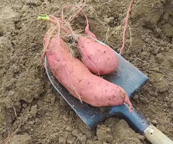 Батат Маньчжурский Улучшенный