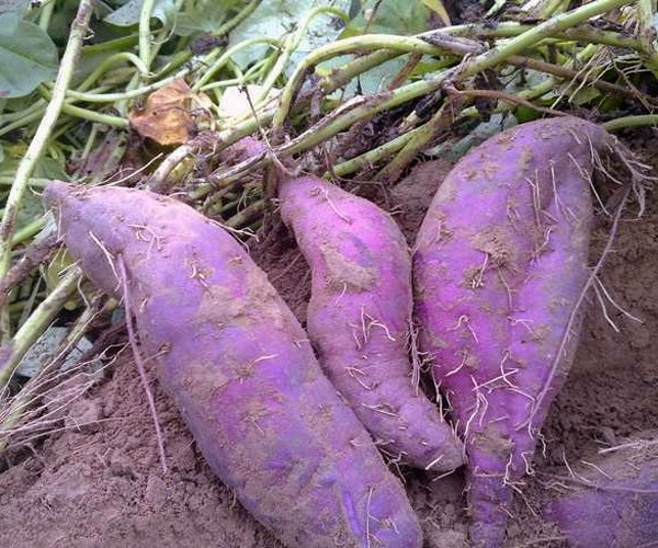 Батат Перпл Фиолетовый сладкий