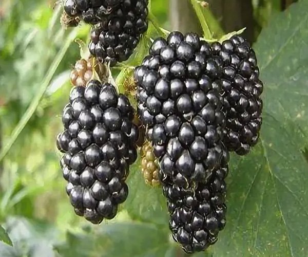 Ежевика Коламбия гигант