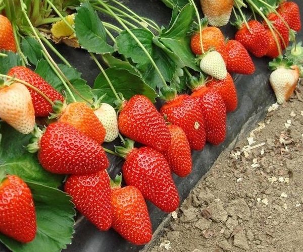 Клубника Азия