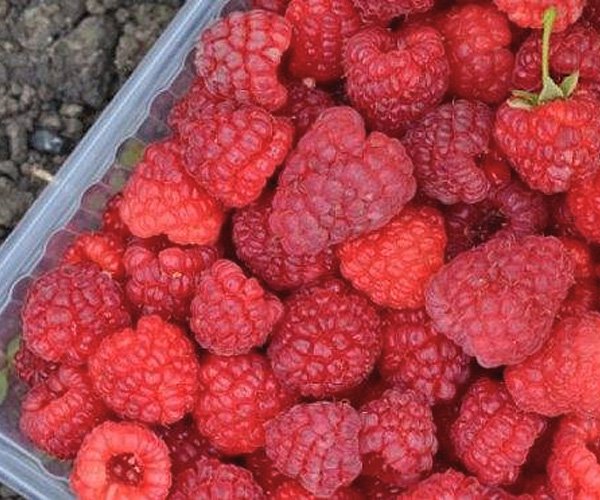 Малина Бабье лето