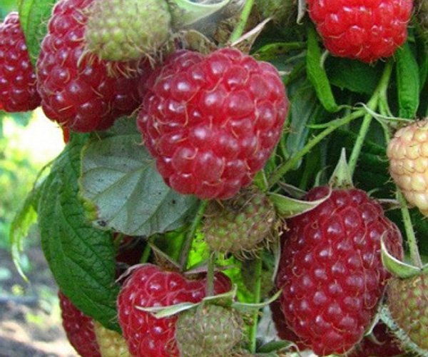 Малина Элита Р-34 Недосягаемая