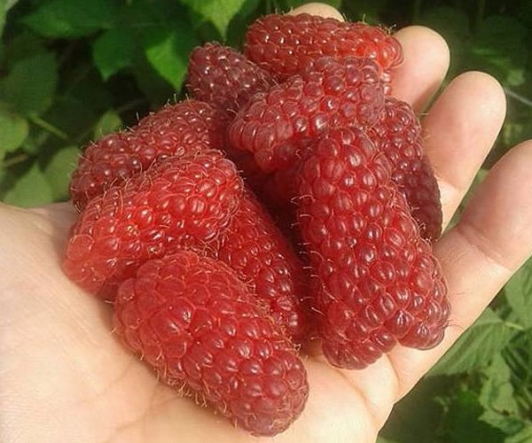 Малина Пшехиба