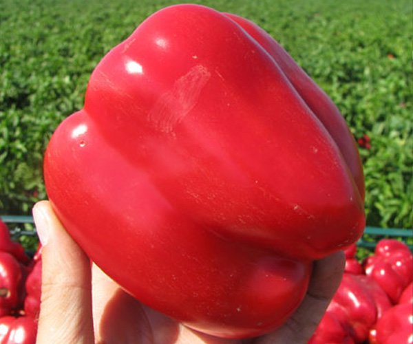 Перец Геркулес F1