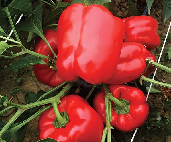 Перец Геркулес F1