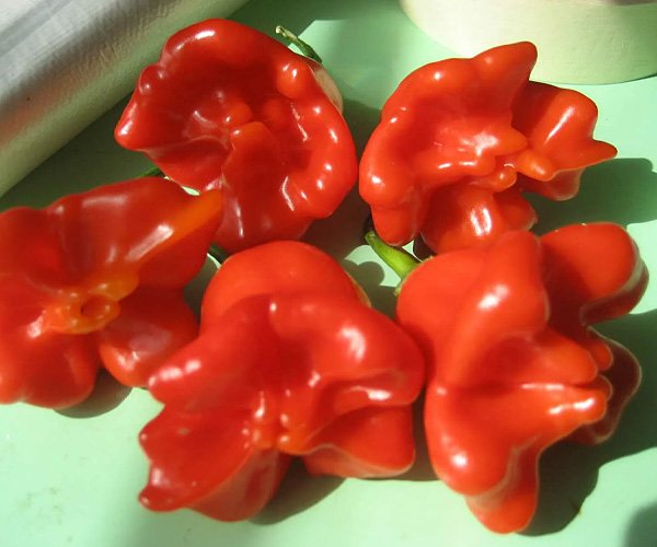 Перец острый Колокольчик