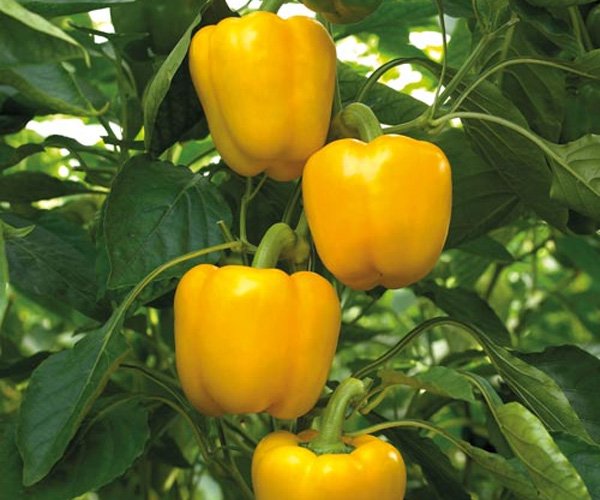 Перец Соланор F1