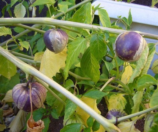 Физалис пищевой (овощной и земляничный)