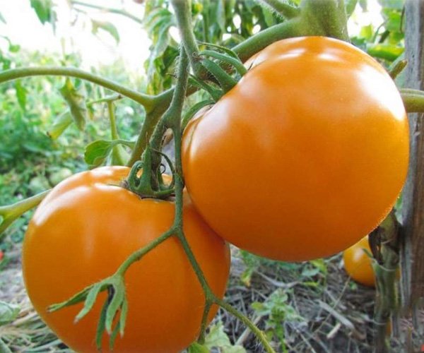 Томат Хурма