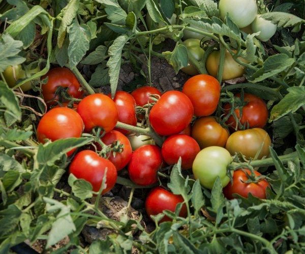 Томат Монгольский Карлик