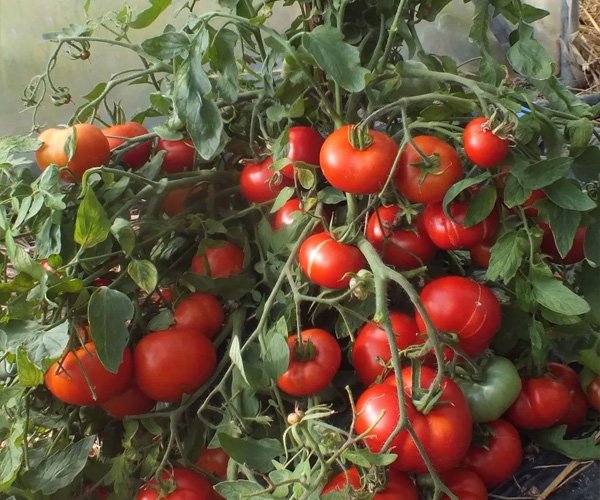 Томат Монгольский Карлик