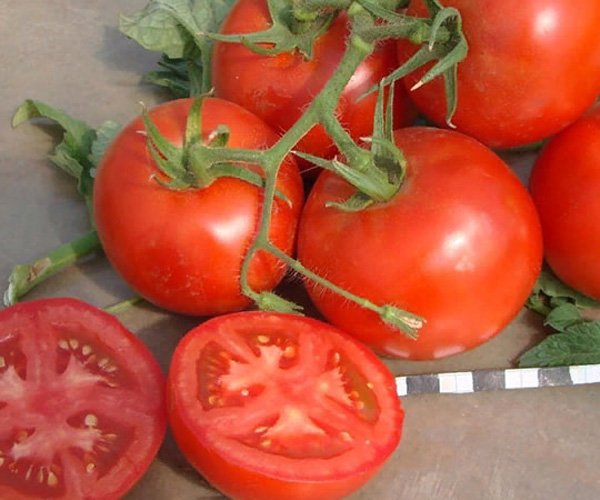 Томат Санька Красный