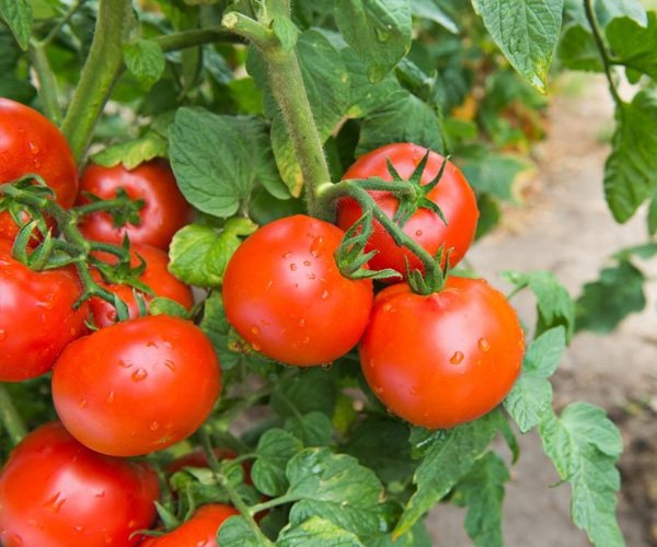 Томат Санька Красный