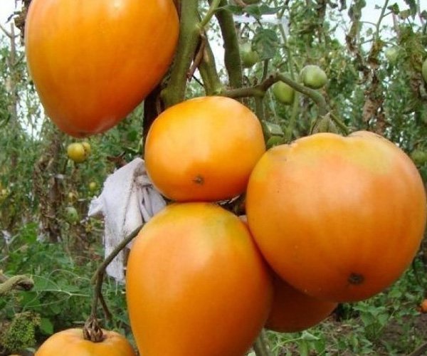 Томат Золотое Сердце