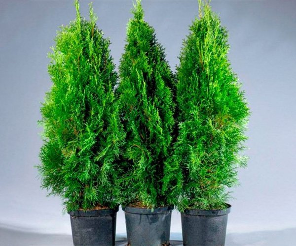 Туя в горшке